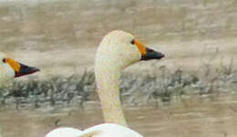 Cygne de Bewick