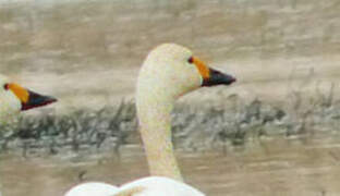 Tundra Swan