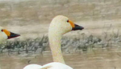 Cygne de Bewick