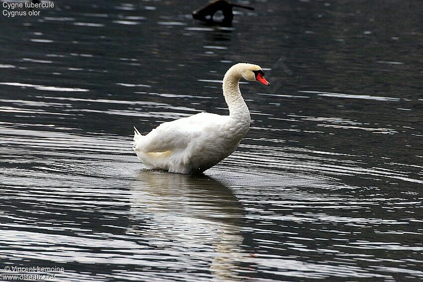 Cygne tuberculé