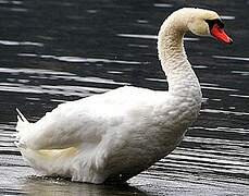 Cygne tuberculé