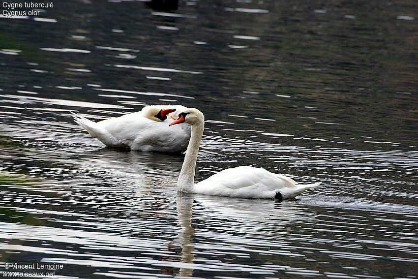 Mute Swan