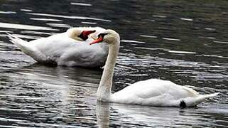 Mute Swan