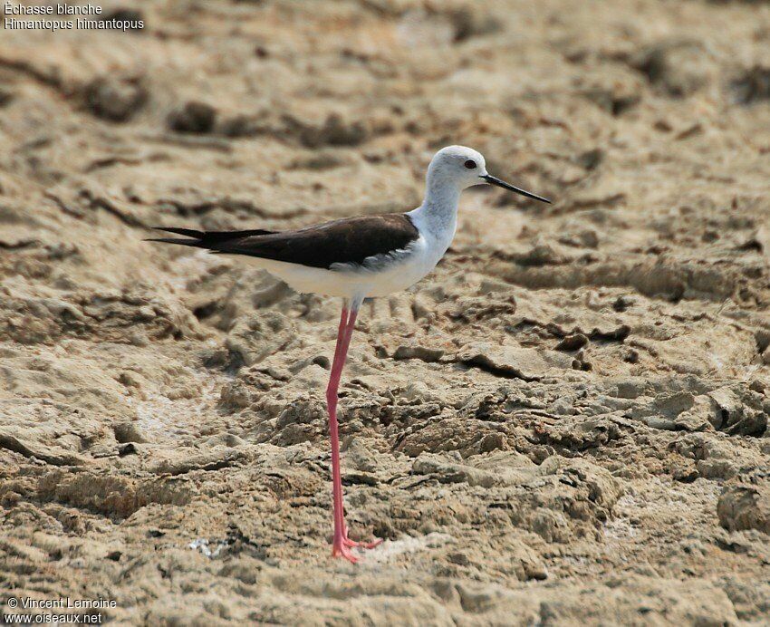 Black-winged Stilt