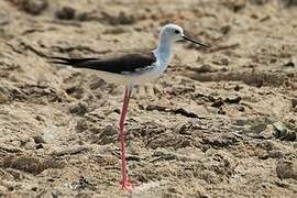 Black-winged Stilt