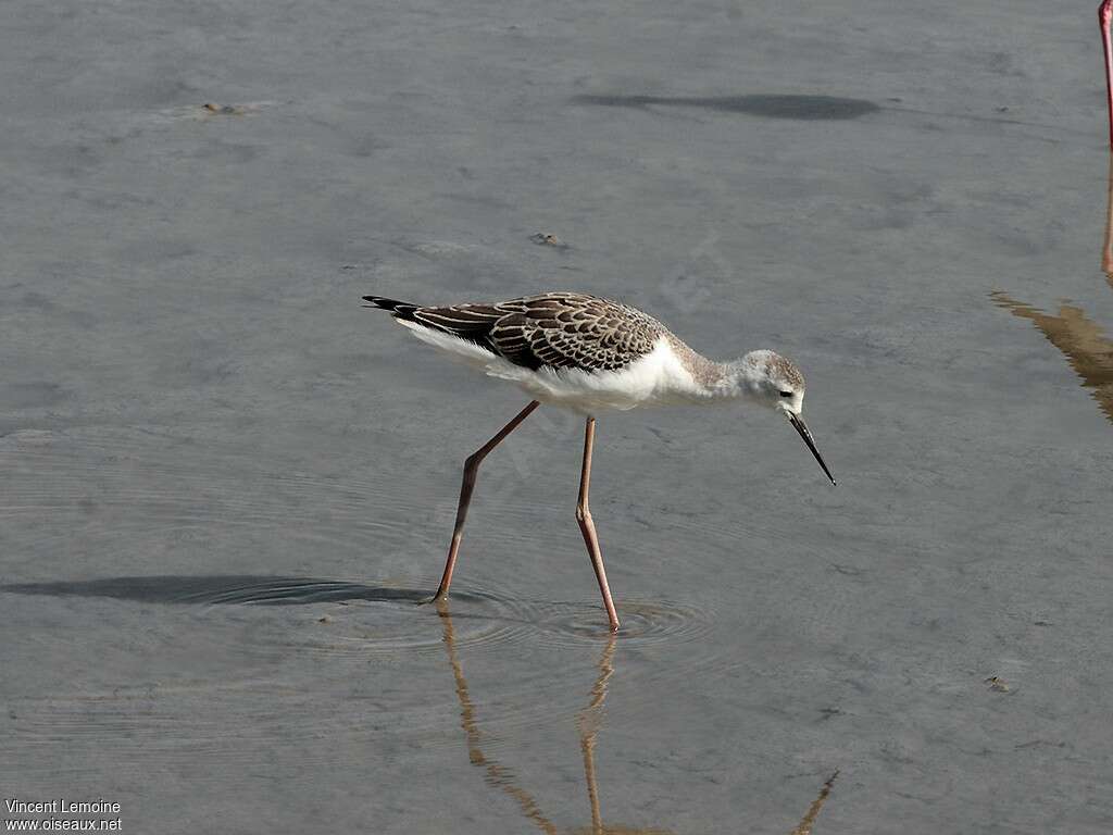 Black-winged Stiltjuvenile, identification