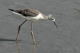 Black-winged Stilt