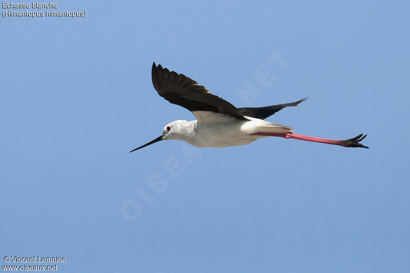 Black-winged Stiltadult