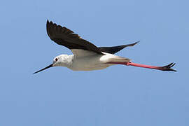 Black-winged Stilt