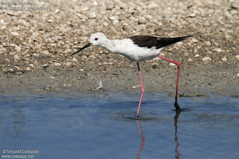 Black-winged Stiltadult