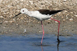 Black-winged Stilt