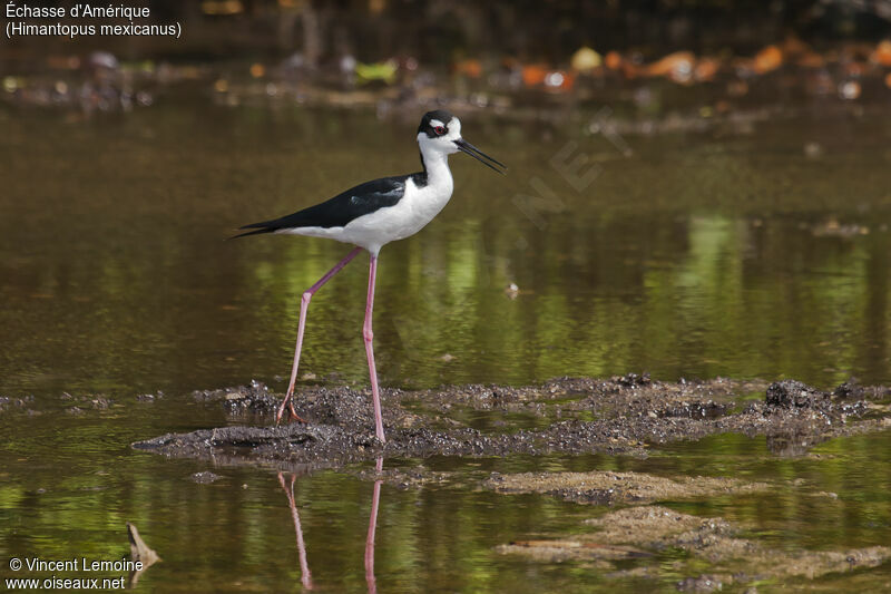 Black-necked Stiltadult