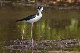 Black-necked Stilt