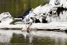 Black-necked Stilt