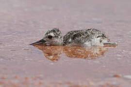 Black-necked Stilt