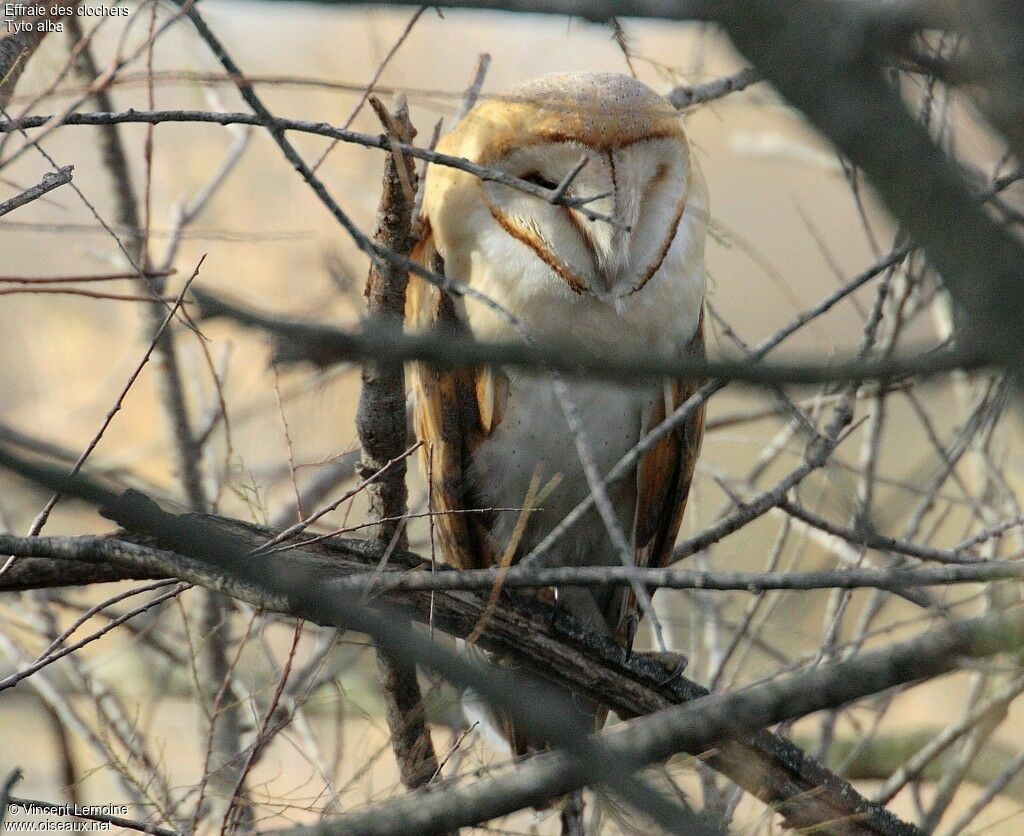 Western Barn Owl