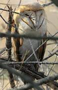 Western Barn Owl