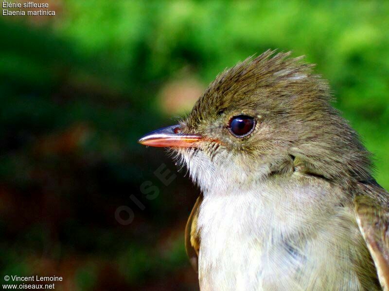 Caribbean Elaeniaadult