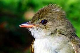 Caribbean Elaenia