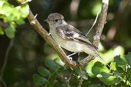 Caribbean Elaenia