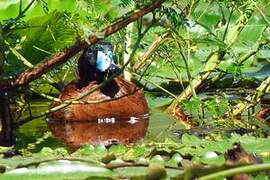 Masked Duck