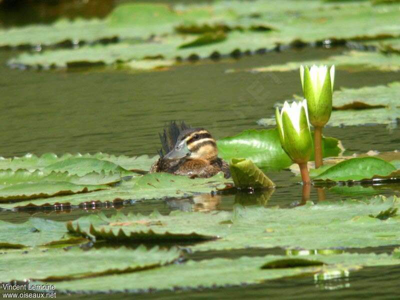 Masked Duck female adult, habitat