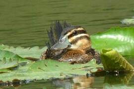 Masked Duck