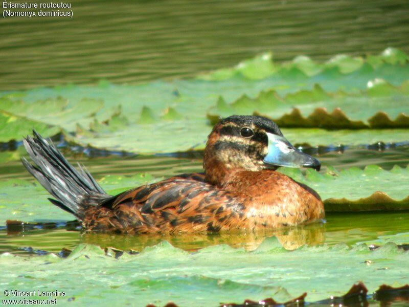 Masked Duck male subadult