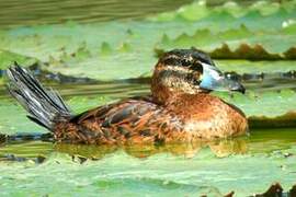 Masked Duck