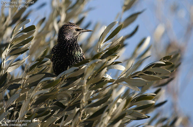 Common Starling