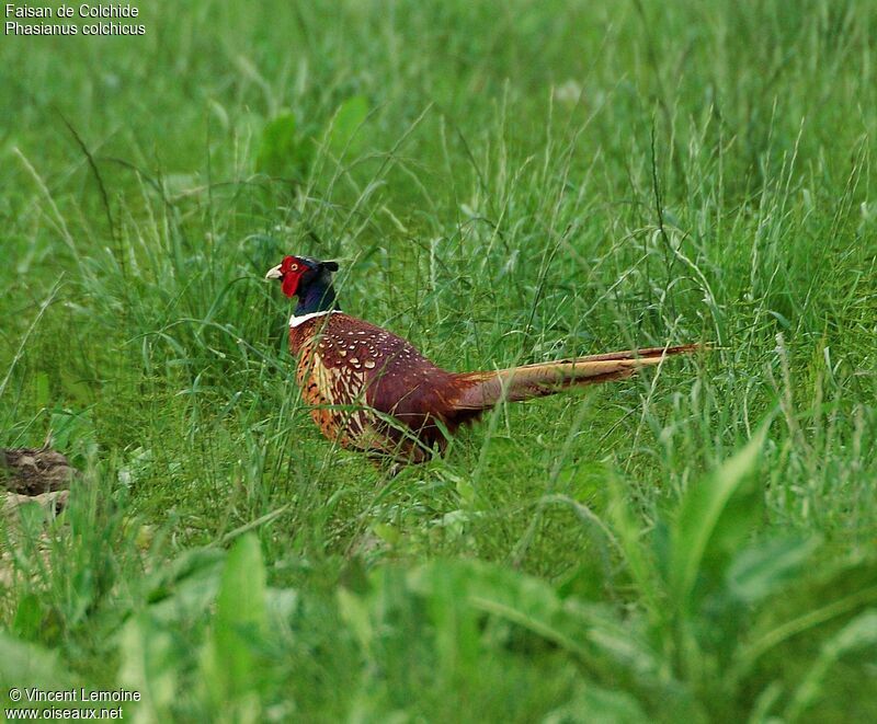 Common Pheasant male adult breeding