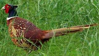 Common Pheasant