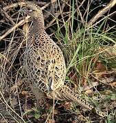 Common Pheasant