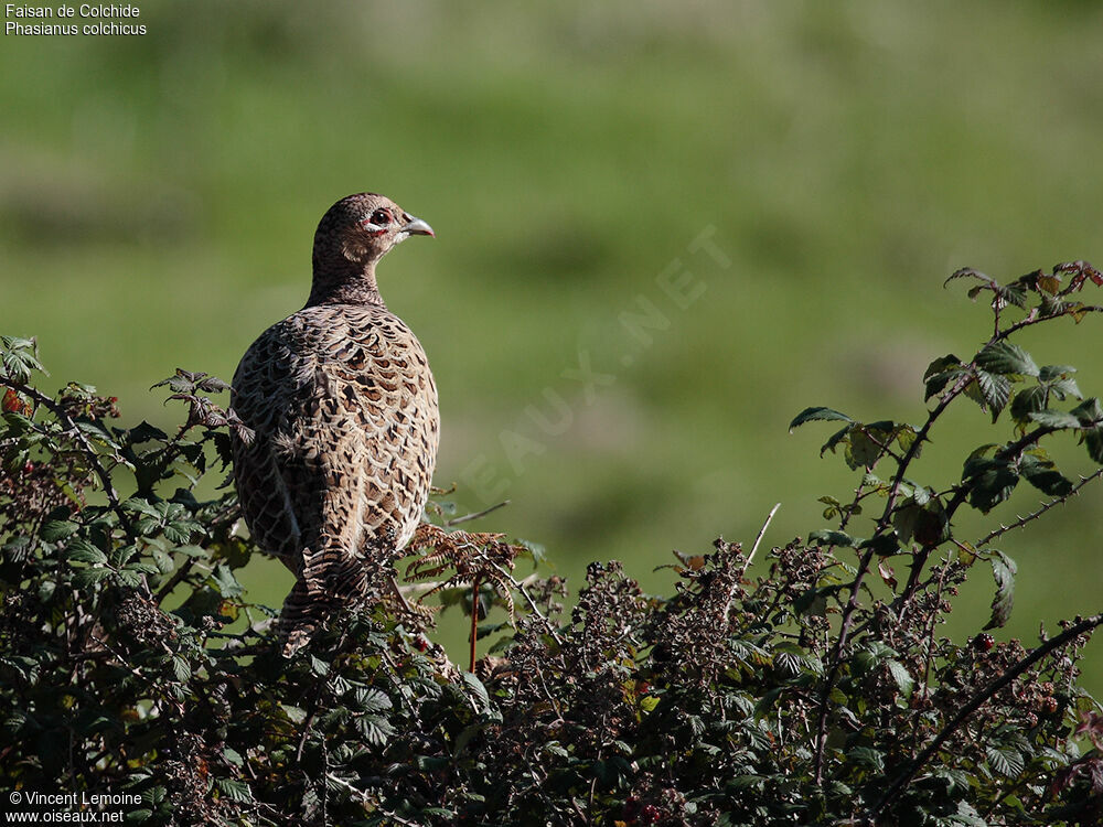 Common Pheasant female