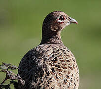 Common Pheasant