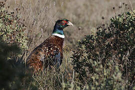 Common Pheasant