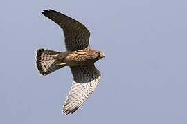 Common Kestrel