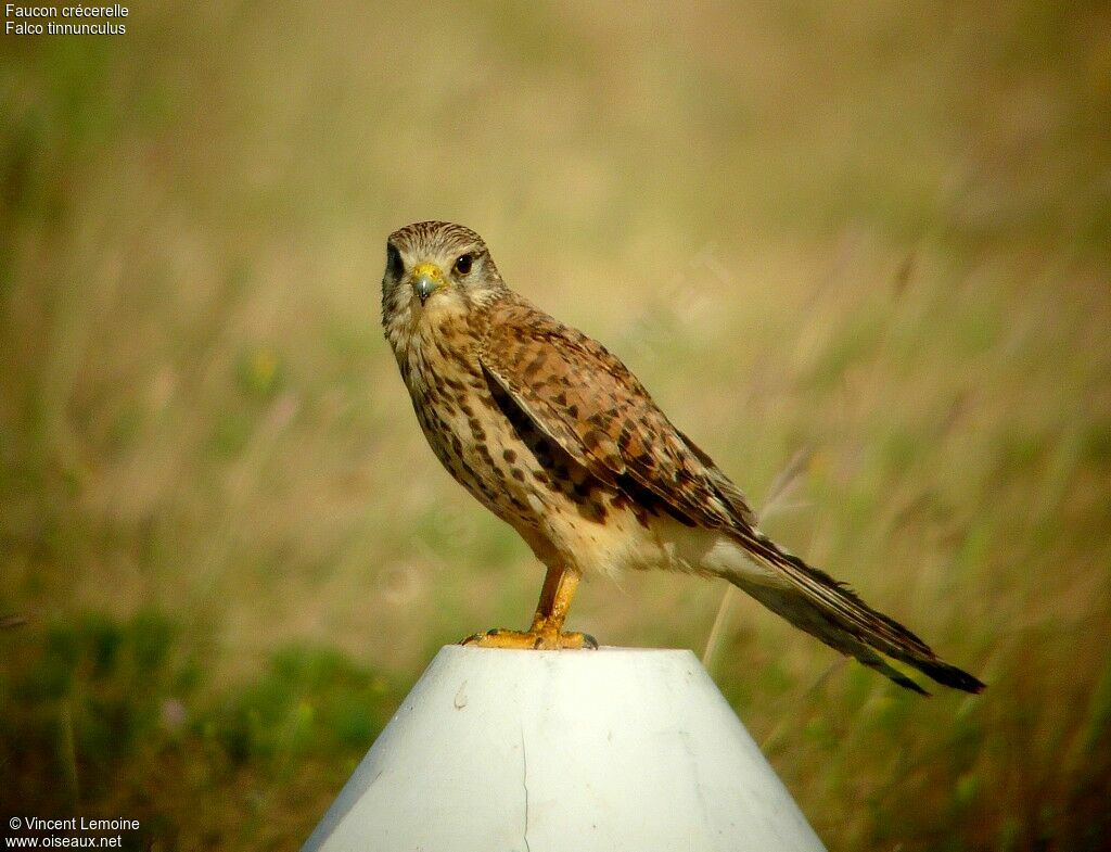 Common Kestrel female adult