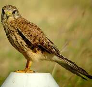 Common Kestrel