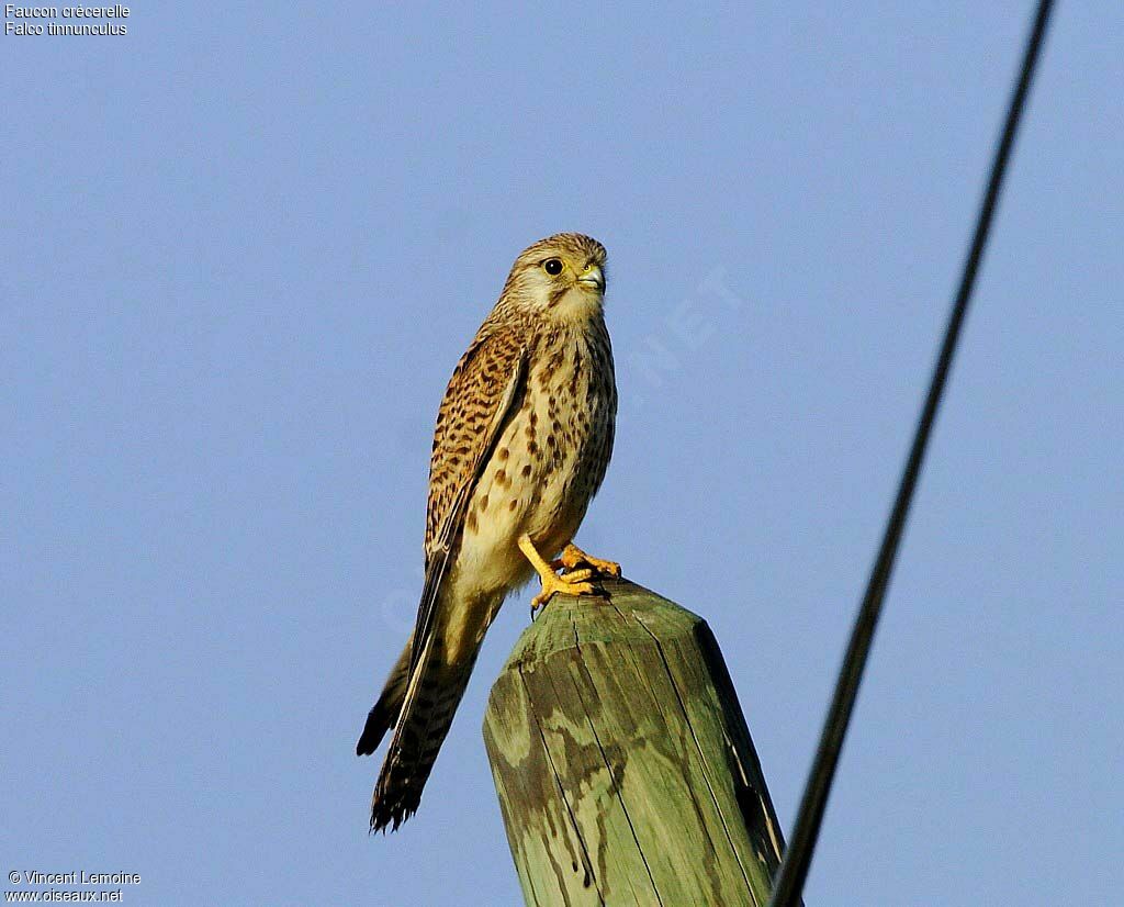 Common Kestrel