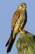 Common Kestrel