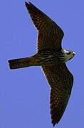 Eurasian Hobby