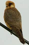 Red-footed Falcon