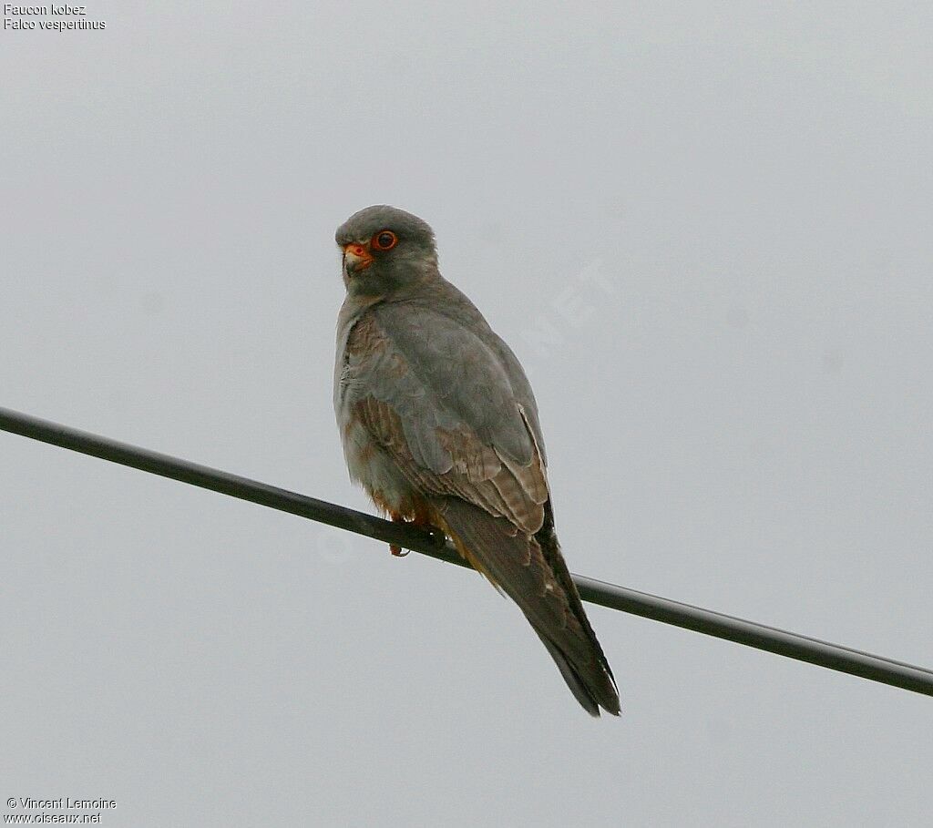 Red-footed Falcon male adult breeding