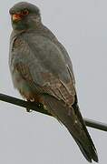 Red-footed Falcon