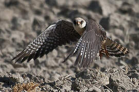 Red-footed Falcon