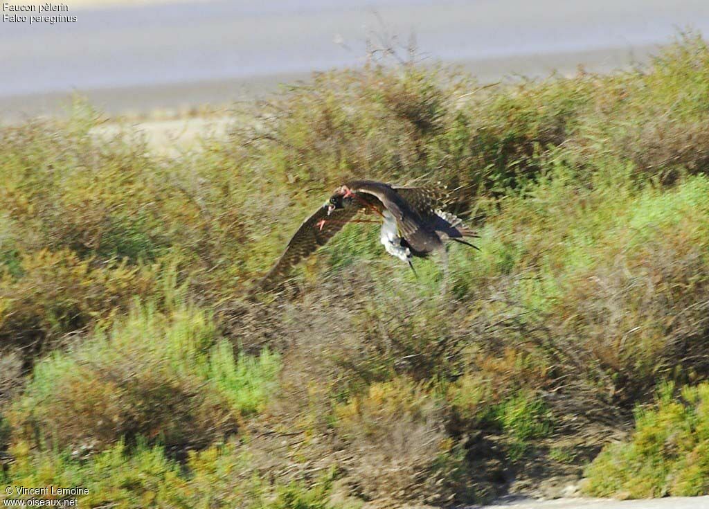 Peregrine Falconimmature