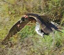 Peregrine Falcon