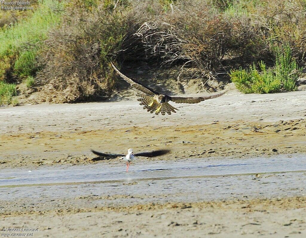 Peregrine Falconimmature