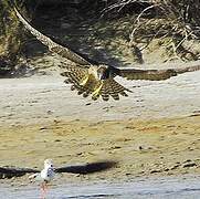 Peregrine Falcon